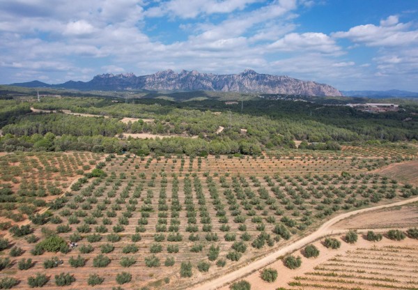 Evita l'abandonament de terres agrícoles als Hostalets de Pierola's header image