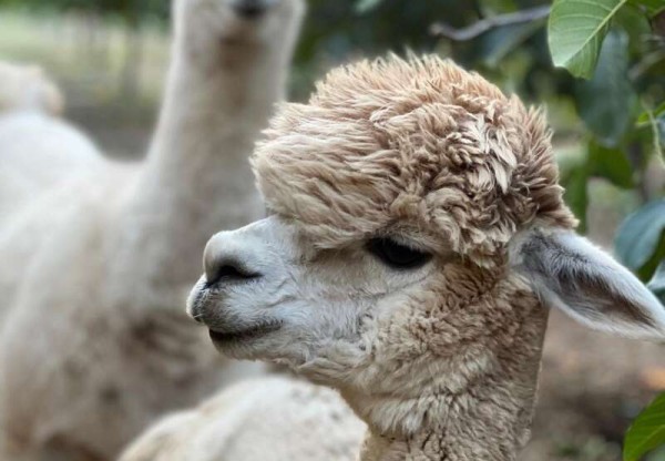 SANTUARIO CASA CONSCIENCIA's header image