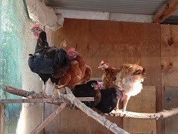 gallinas-1.jpg